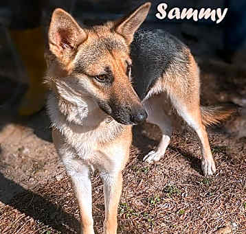 Photo of Sweet Sammy