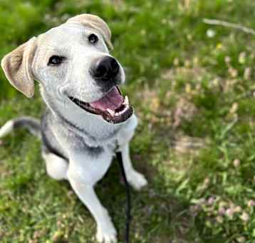 Photo of Milo