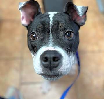 Photo of Oreo