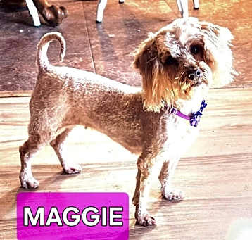 Photo of Maggie