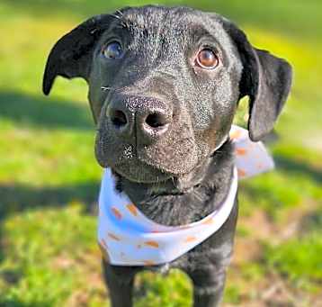 Photo of Bexley - Eden Puppy 2