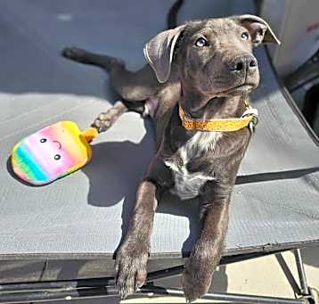 Photo of Barkley - Eden Puppy 5