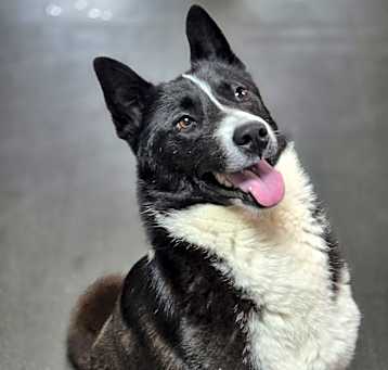 Photo of Rown