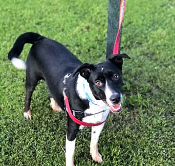 Photo of Checkers