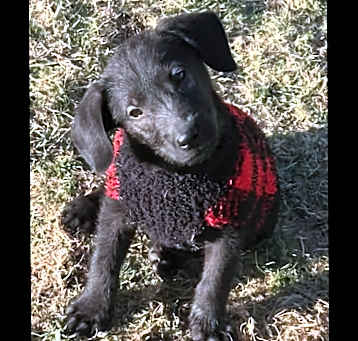 Photo of Savannah