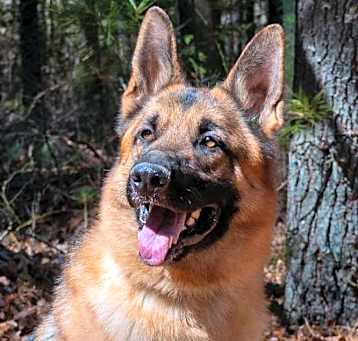 Photo of Bruno