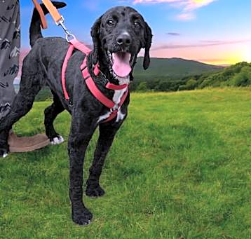 Photo of Maisy