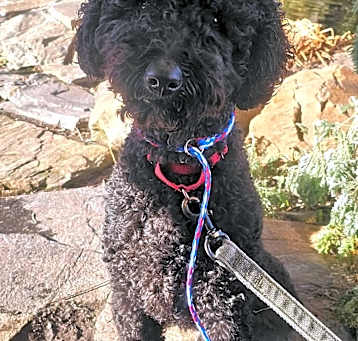 Photo of Toby