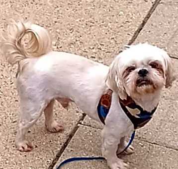 Photo of Buddy