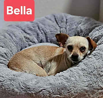 Photo of Bella