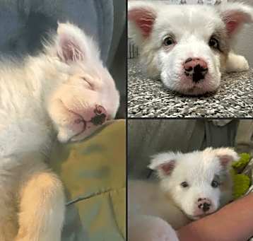 Photo of Nanook