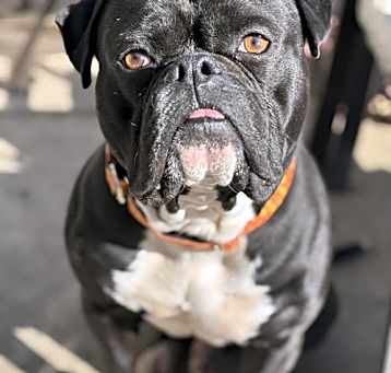 Photo of Tyson