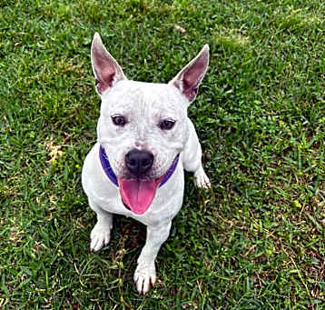 Photo of Hippity