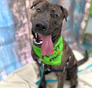 Photo of Scout