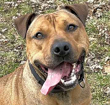 Photo of Moose