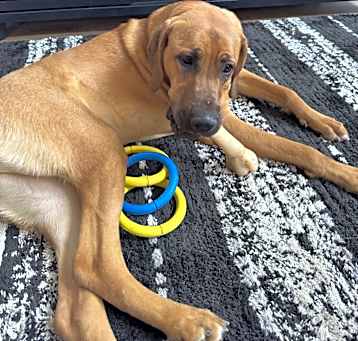 Photo of Lilly