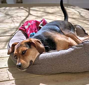 Photo of Lyla