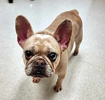 Photo of Frankie