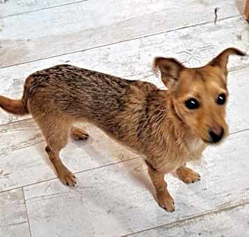 Photo of Rango