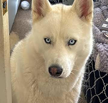 Photo of Ares