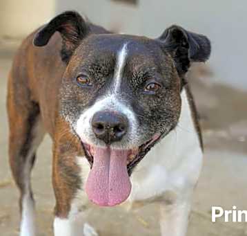 Photo of Pringles