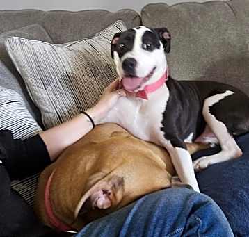 Photo of Nova