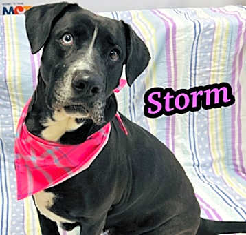 Photo of Storm