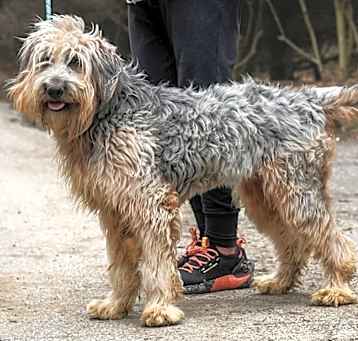 Photo of Sasha Sheepadoodle