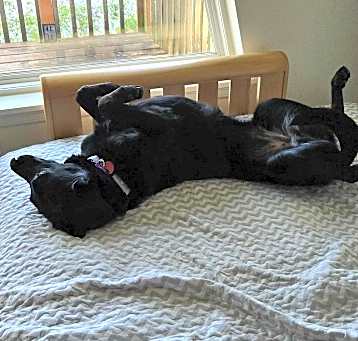 Photo of Libby - Located in OR
