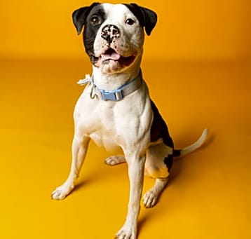 Photo of Vedder (at PetSuites)