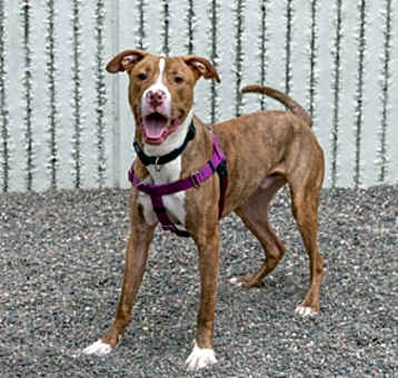 Photo of Chetto