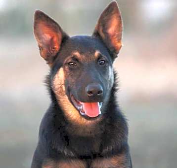 Photo of Templeton!