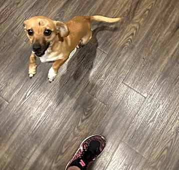 Photo of Maple
