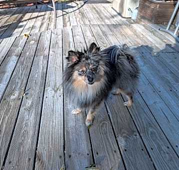 Photo of Pepper