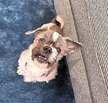 Photo of Chewy