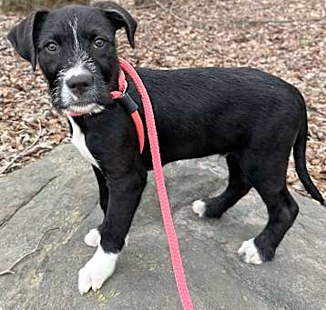 Photo of Coco