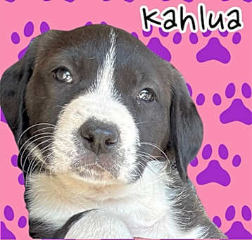 Photo of Kahlua