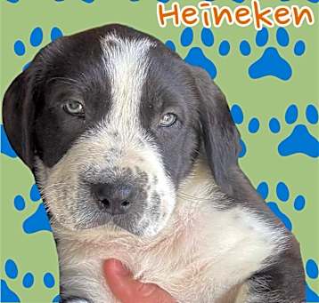 Photo of Heineken