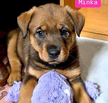 Photo of Minka