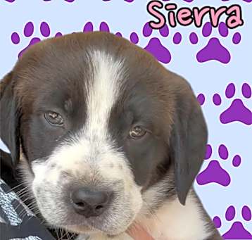 Photo of Sierra