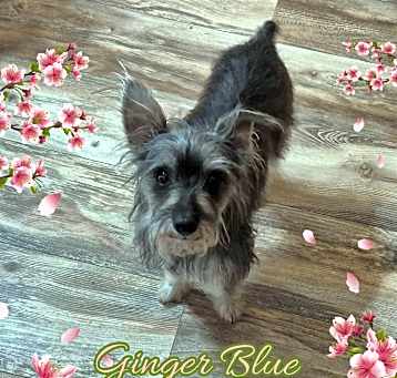 Photo of Ginger Blue