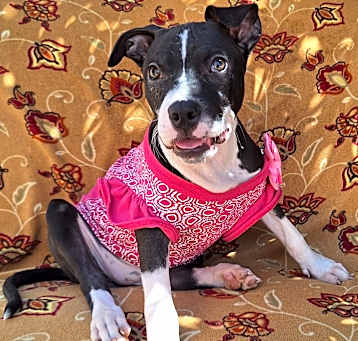 Photo of Bella Rose