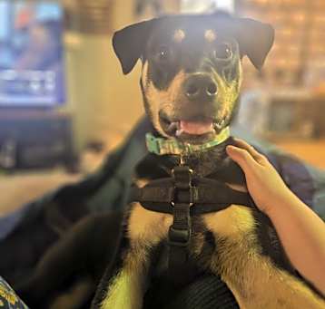 Photo of Sadie
