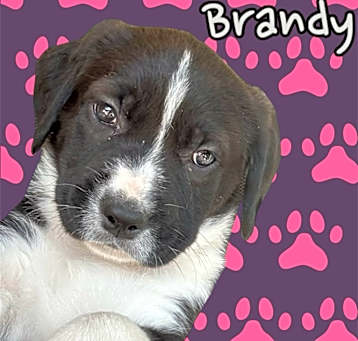 Photo of Brandy