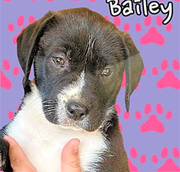 Photo of Bailey