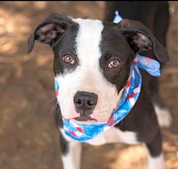 Photo of PONGO