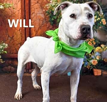 Photo of Will