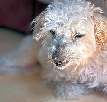 Photo of Ollie