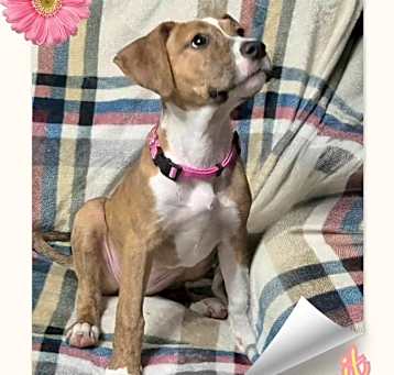 Photo of Biscuit