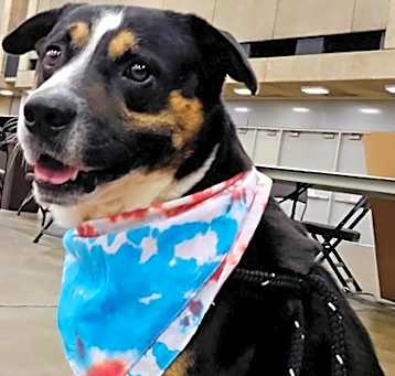 Photo of Dodge